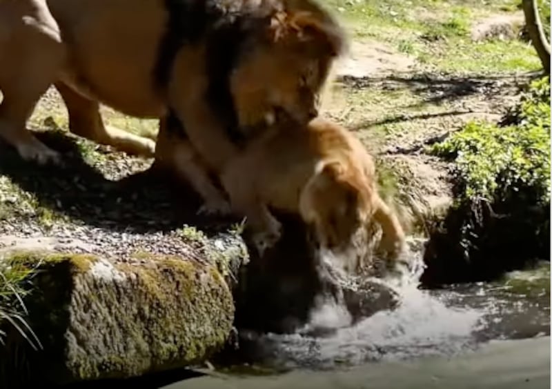 leona rescata cachorro