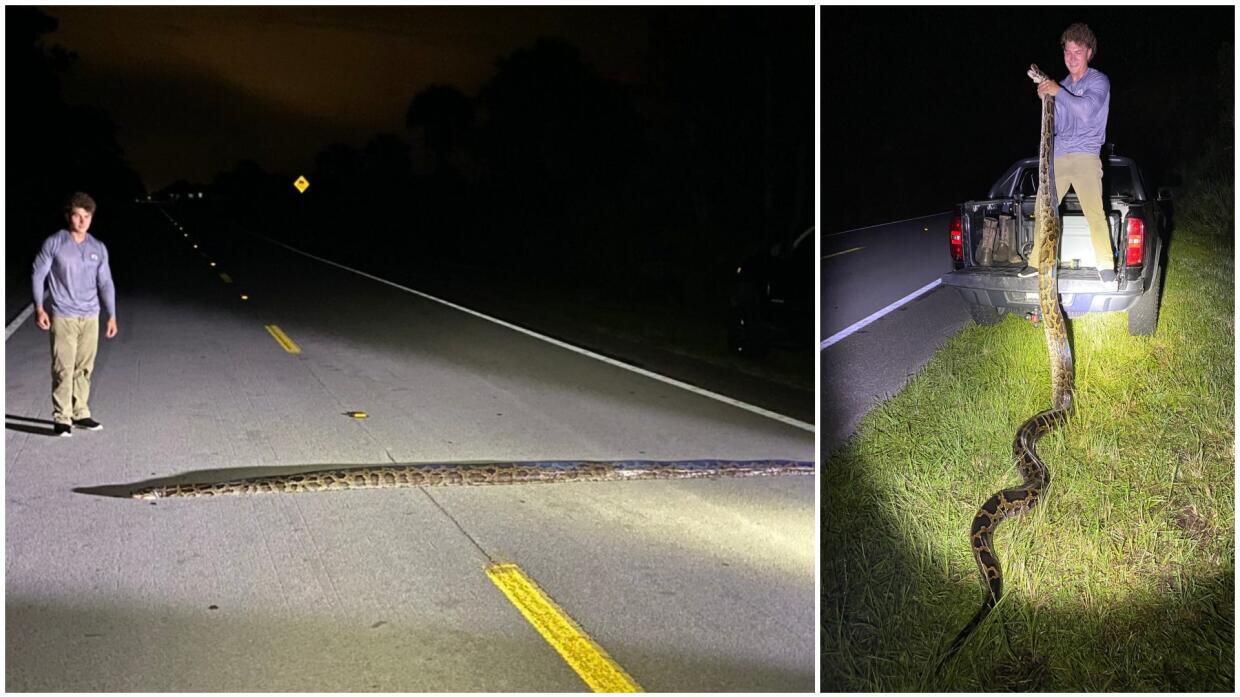 Encuentran pitón gigante en Florida.