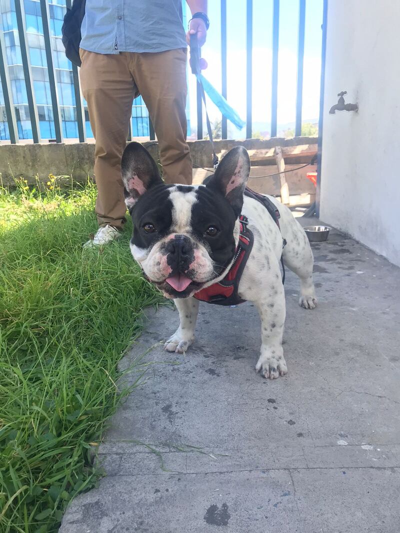 No permitieron ingresar con perros al Colegio San Gabriel