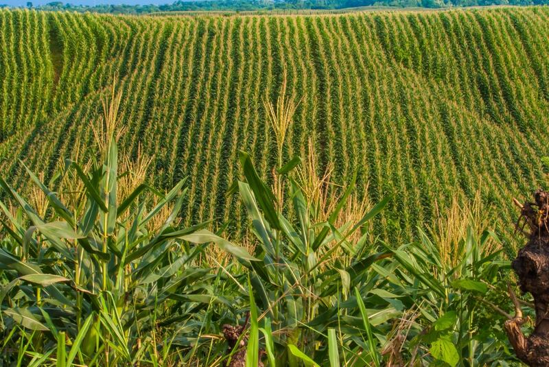 Los productores priorizan la semilla y muchas veces se olvidan de la nutrición del cultivo.