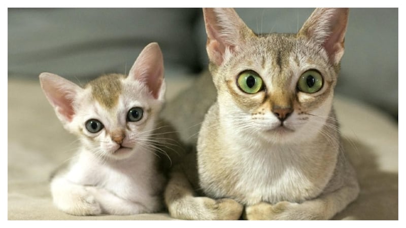 Singapura, el gato más pequeño del mundo.