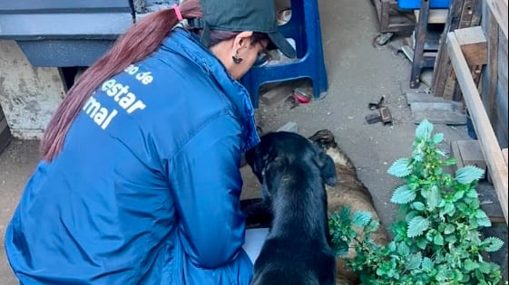 Perro falleció tras pelea entre canes al sur de Quito: tutor enfrentará multa superior a USD 5.000 -Fuente: UBA