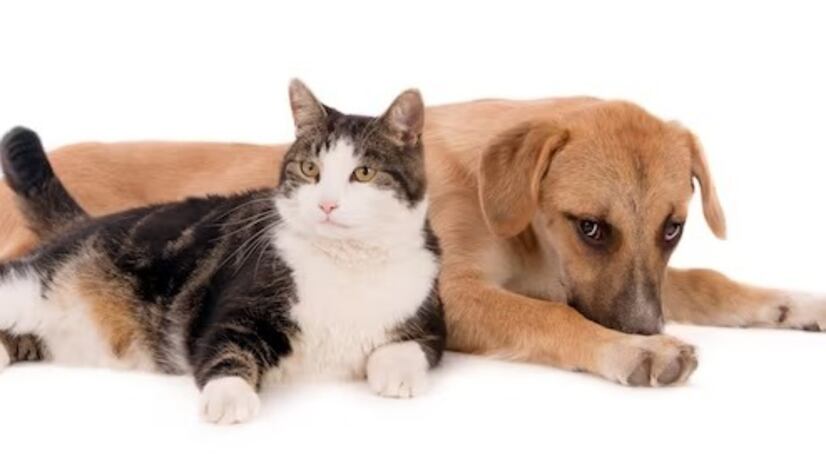 Los artículos relacionados con mascotas se encuentran entre los más vendidos.