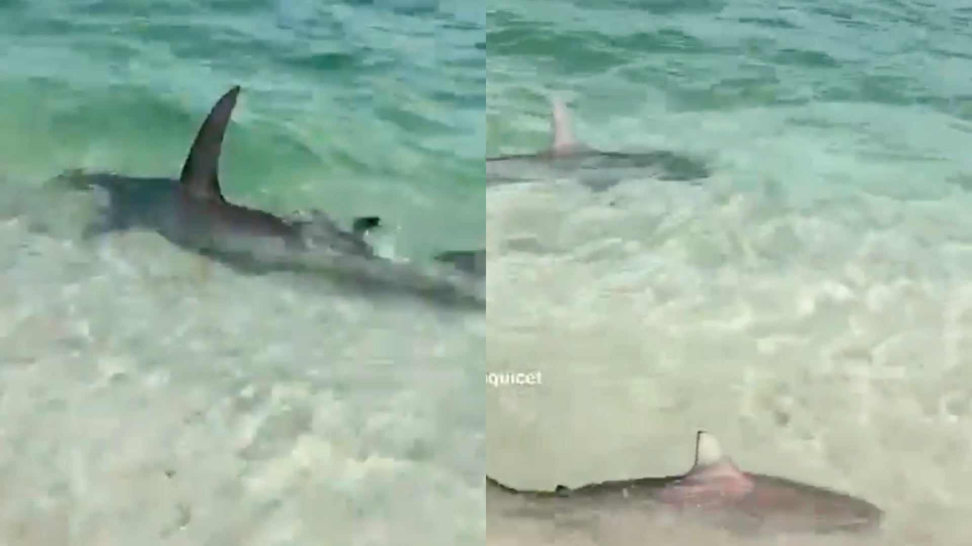 Alcaldía de Salinas se pronuncia por el video de los tiburones