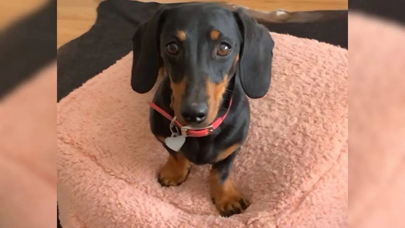 Valerie, la perrita salchicha que sobrevivió 16 meses sola en una isla de Australia