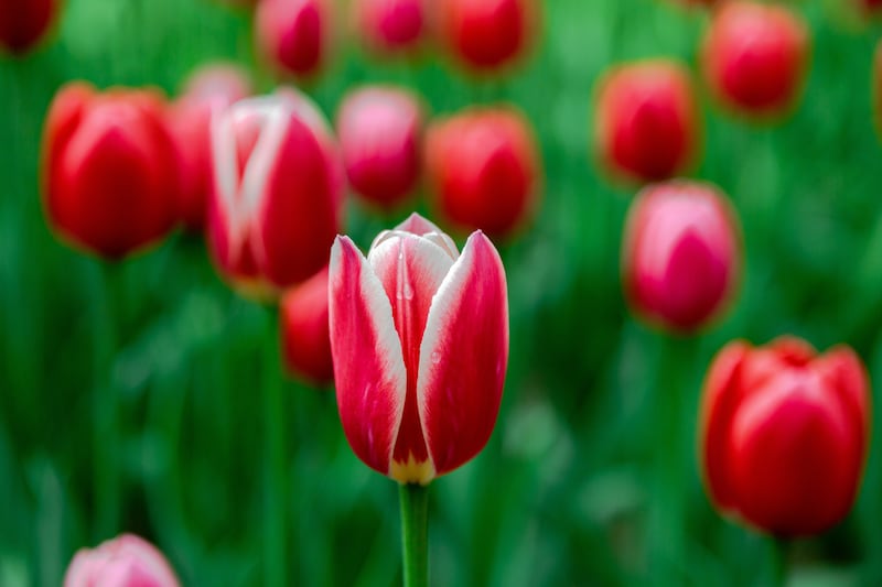 Tulipanes