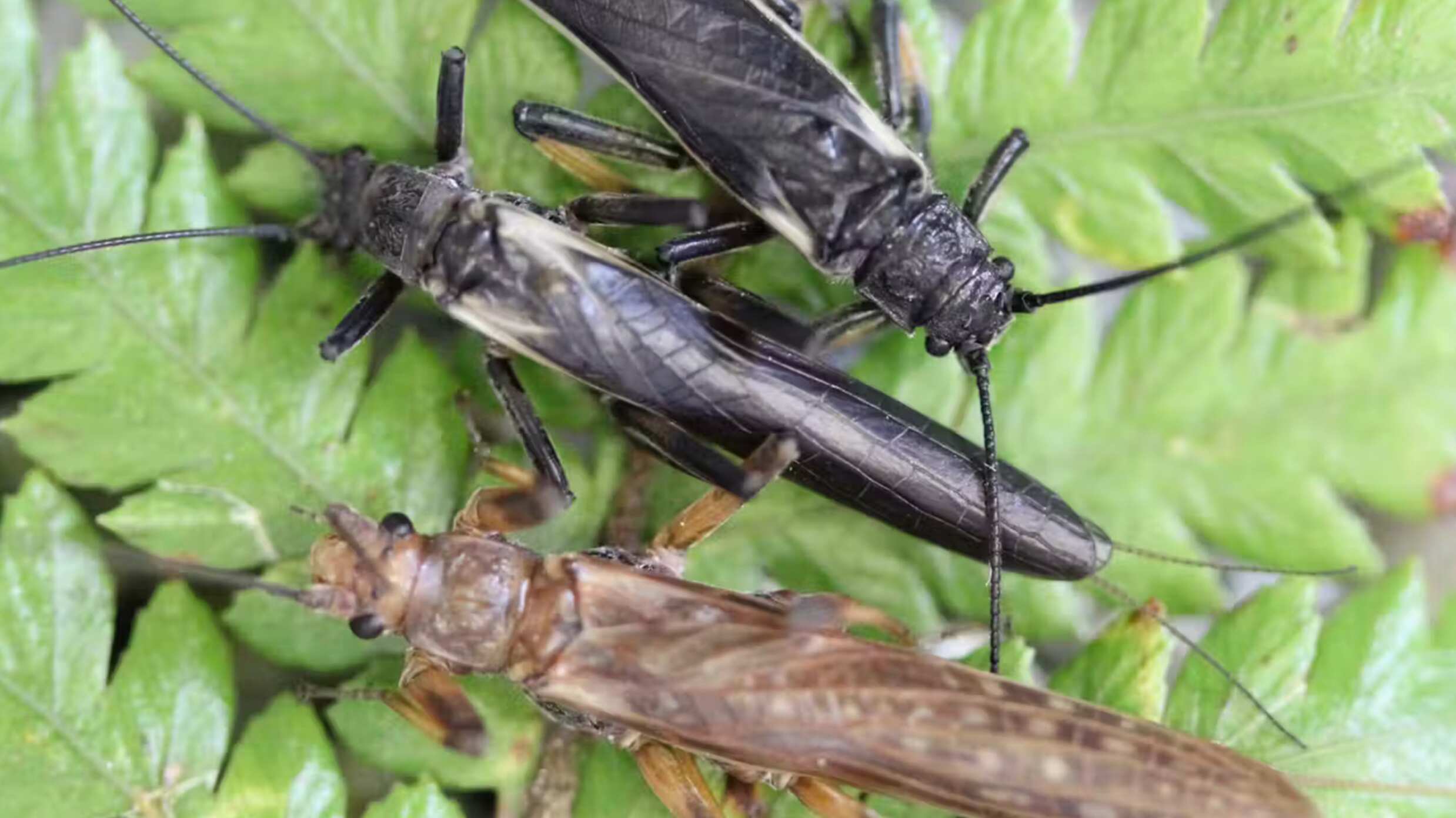 Moscas de la piedra autóctonas de Nueva Zelanda