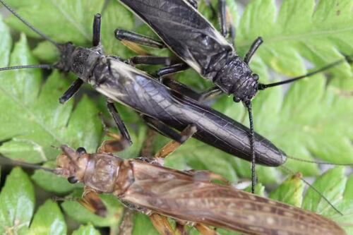 Acciones humanas han causado el cambio de color en insectos