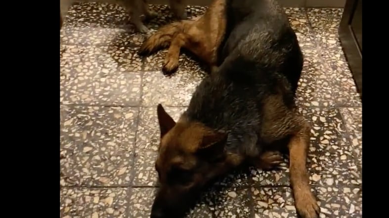 Loja: Lanzaron a dos perros desde un cuarto piso mientras robaban la casa de una mujer