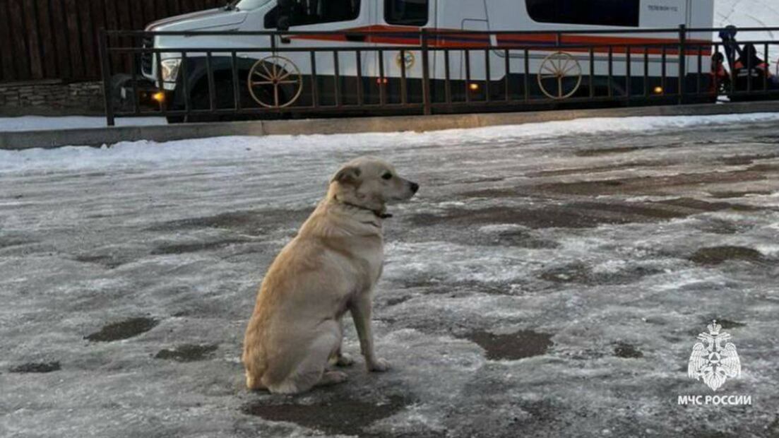 Belka, la leal mascota que no dejó de esperar a su dueño