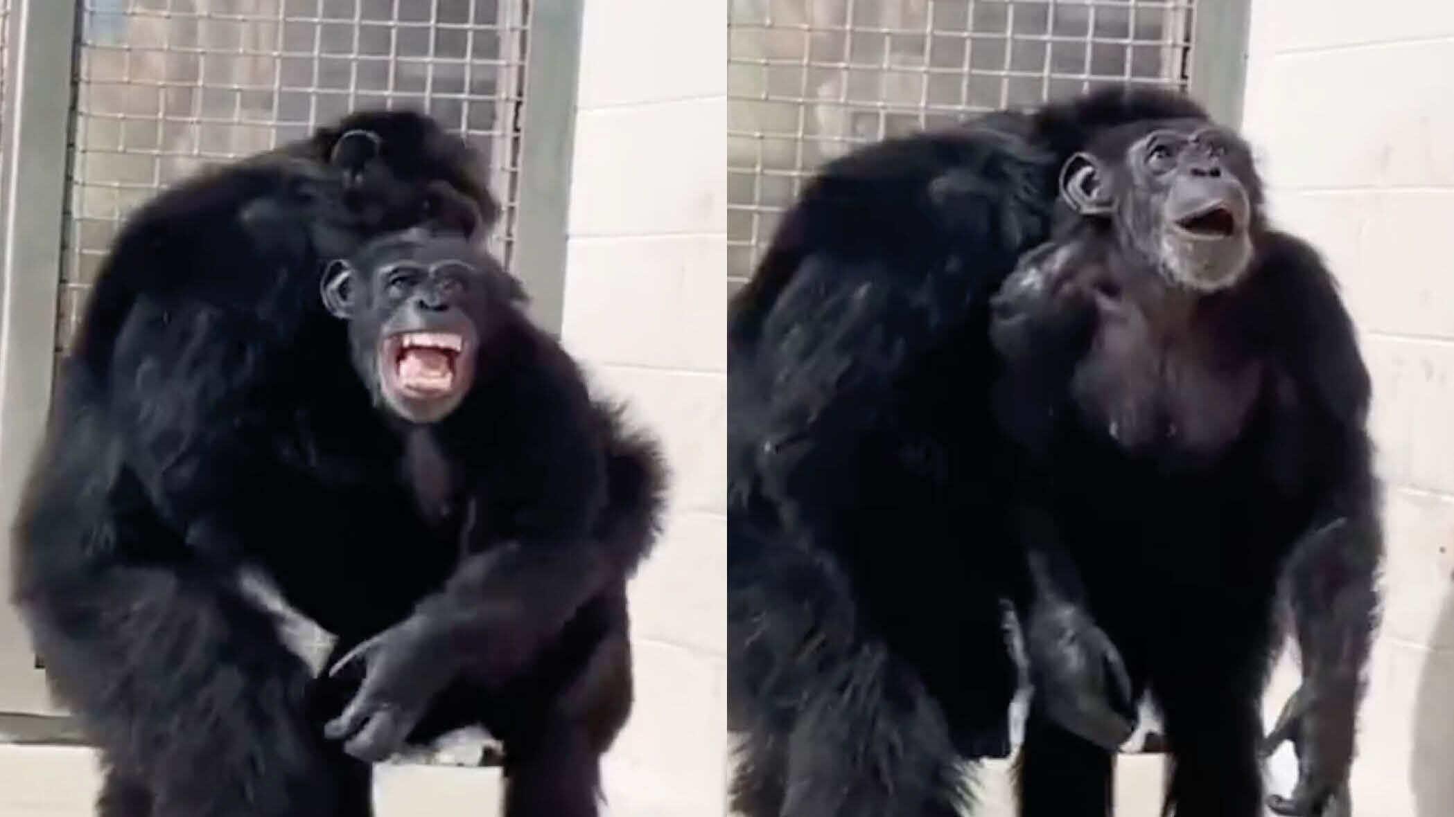 La emotiva reacción de este chimpancé que vio la luz de sol por primera vez después de haber estado encerrado por 28 años