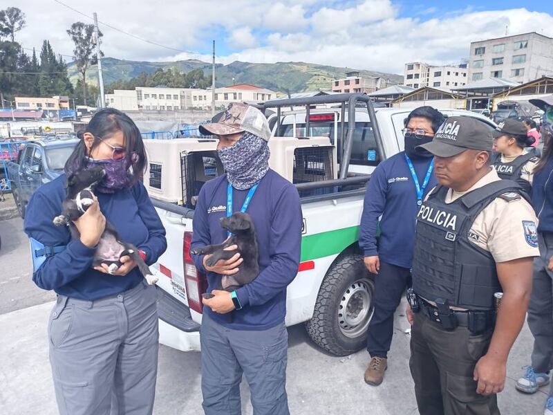 Rescatan 11 animales en estado crítico destinados a la venta ilegal en el sur de Quito