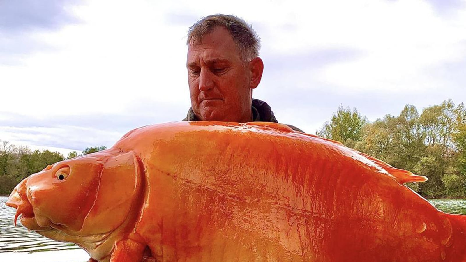Hombre en Reino Unido atrapa a unos de los peces dorados más grandes del mundo