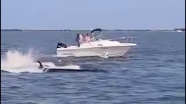 VIDEO: Ballena colisiona con embarcación y lanza a un tripulante por la borda - Fuente: Video de X