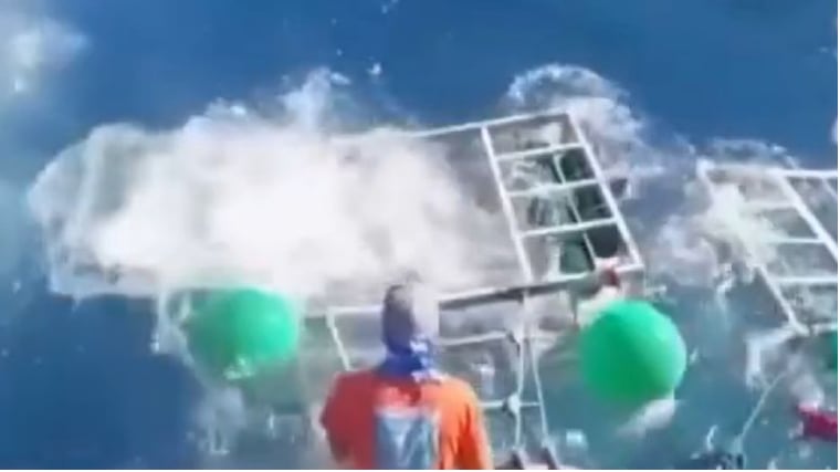 VIDEO: tiburón se metió a la jaula de un turista mientras buceaba en altamar