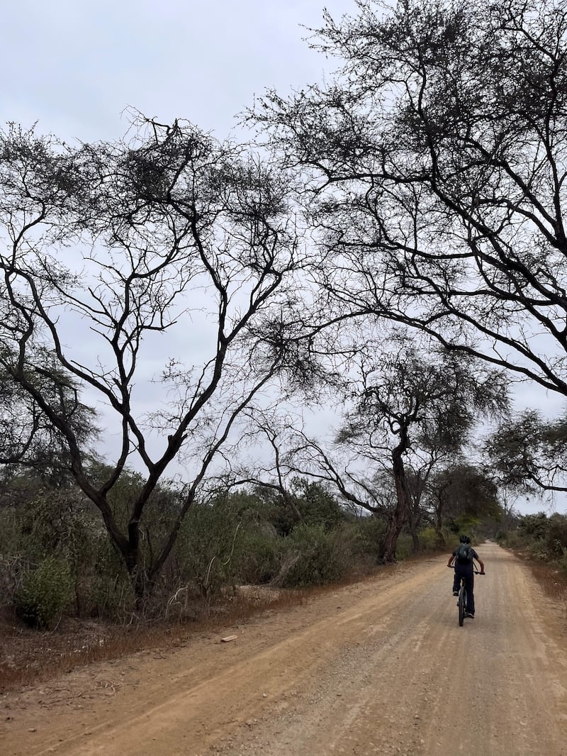 Paseo en bicicleta dentro del bosque de Pómac