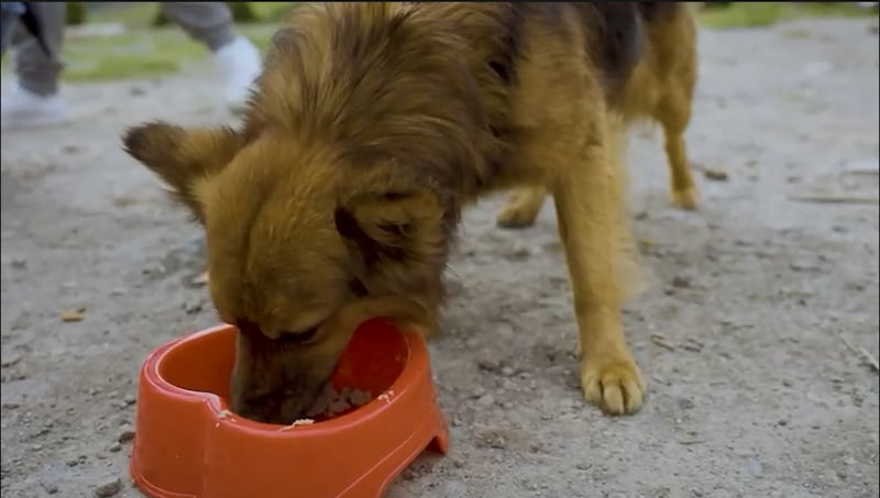 Hachi con su dueña Diana Molina