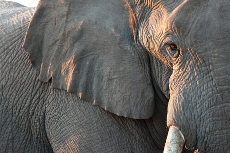 Turista perdió la vida tras el ataque de un elefante de un safari en Zambia.