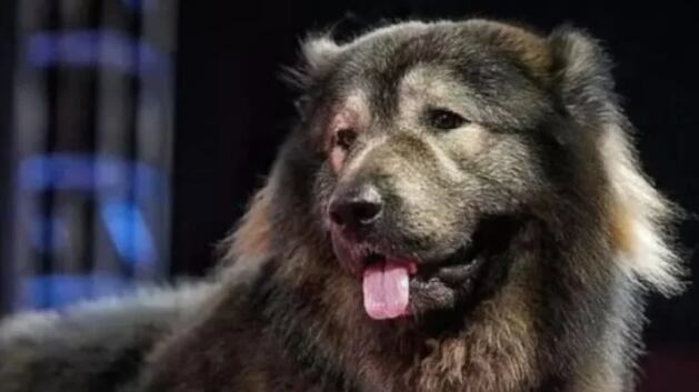 Okami se convierte en el perro más caro del mundo