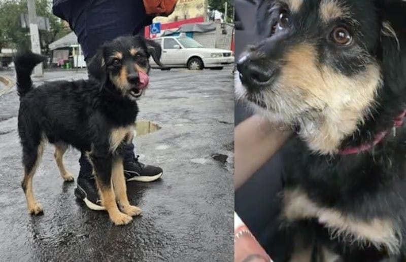 Final feliz perrito Iztapalapa