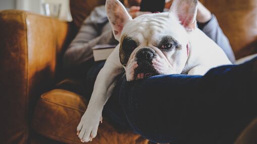 Bulldog francés