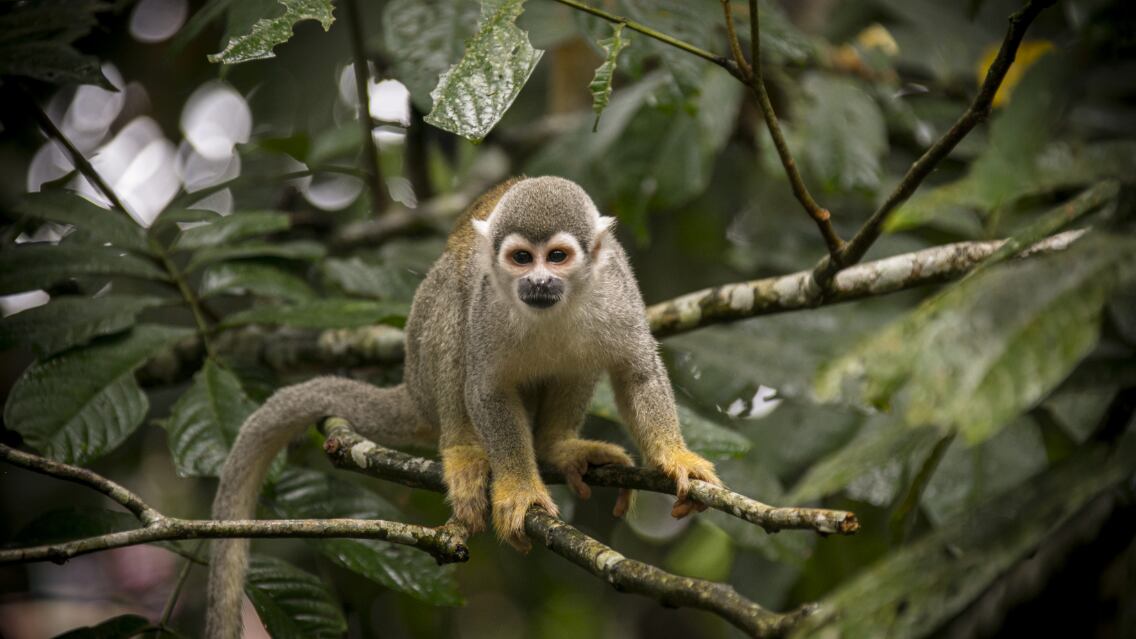 Fondo Biocorredor Amazónico abre convocatorias de empleo en Quito