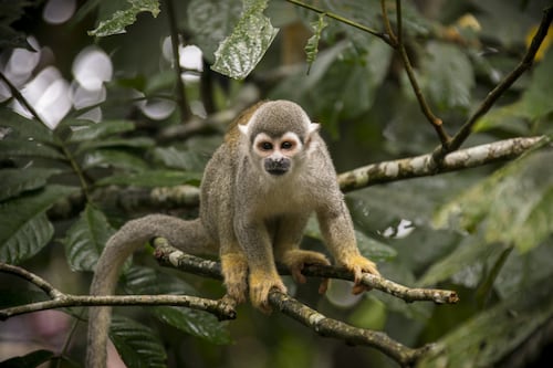 Fondo Biocorredor Amazónico abre convocatorias de empleo en Quito