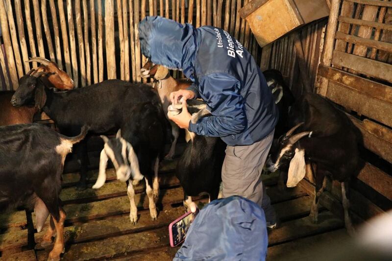 La multa que podría enfrentar ciudadano por tener un criadero con 100 chivas en hacinamiento, en Quito