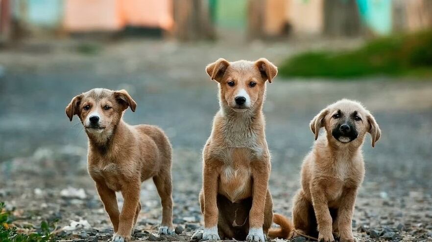 Los perritos siempre están haciendo travesuras