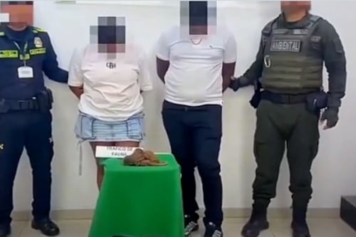Capturan a pareja que llevaba monos bebé ocultos en sus genitales; uno no sobrevivió