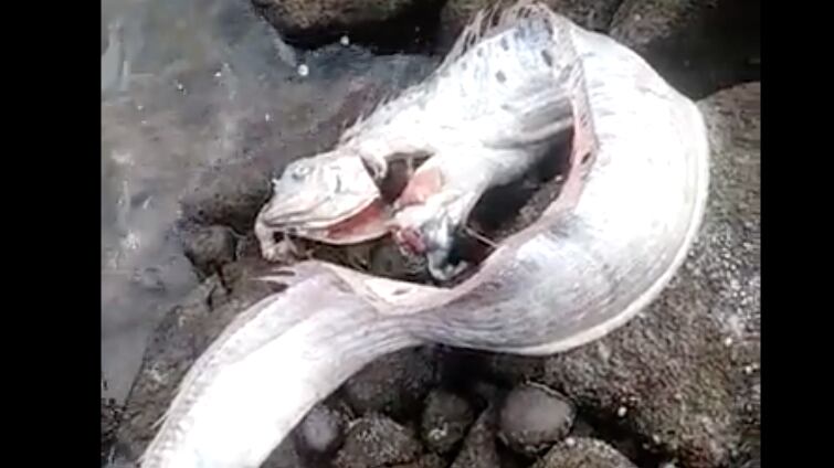 "Pez remo aparece de nuevo en Ecuador".