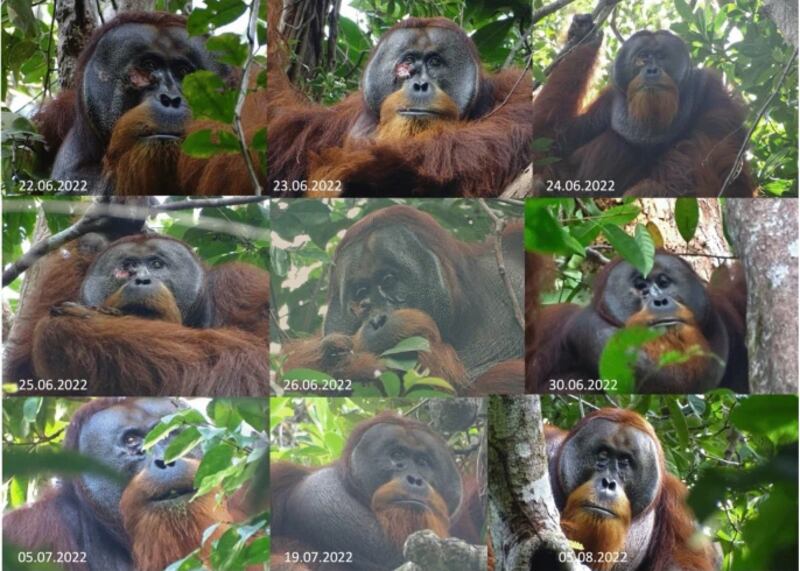 Un orangután se curó una herida con una planta medicinal produciendo un ungüento