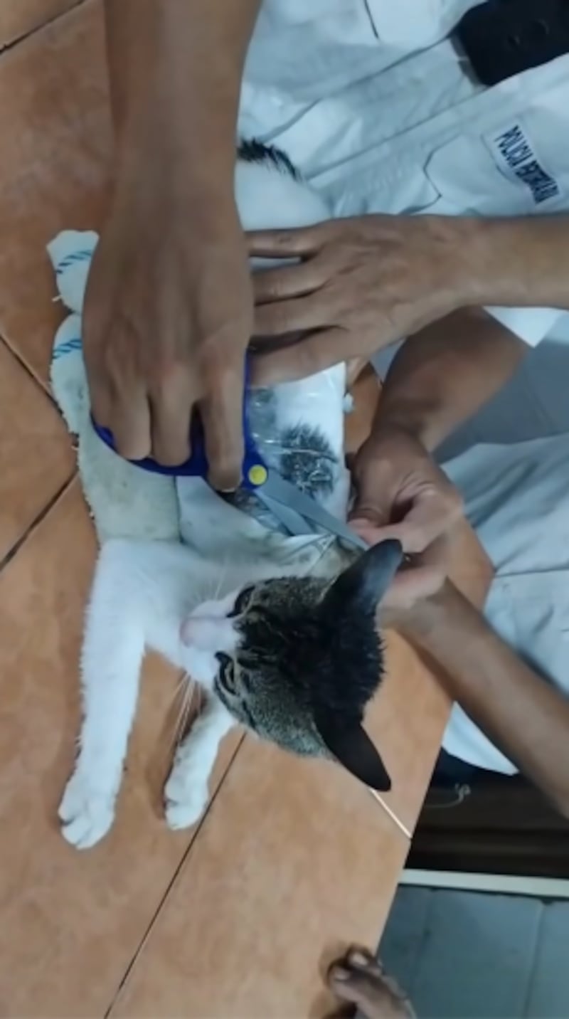 Gato que llevaba drogas a cárcel fue rescatado