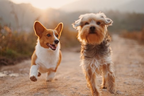 iPhone, aliado de las mascotas: puede crear prótesis 3D para perros y que vuelvan a pasear