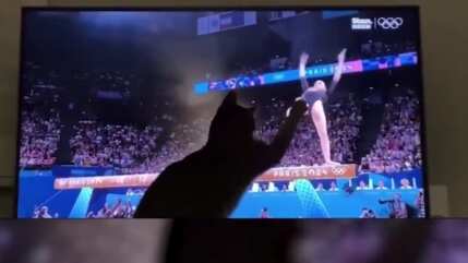 Gato Olimpiadas.