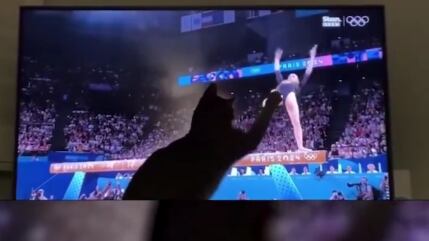 Gato Olimpiadas.