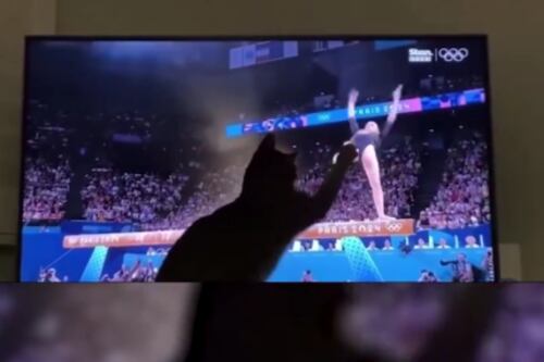 JJOO: Gatito capta la atención al desestabilizar a gimnasta durante su presentación en la barra