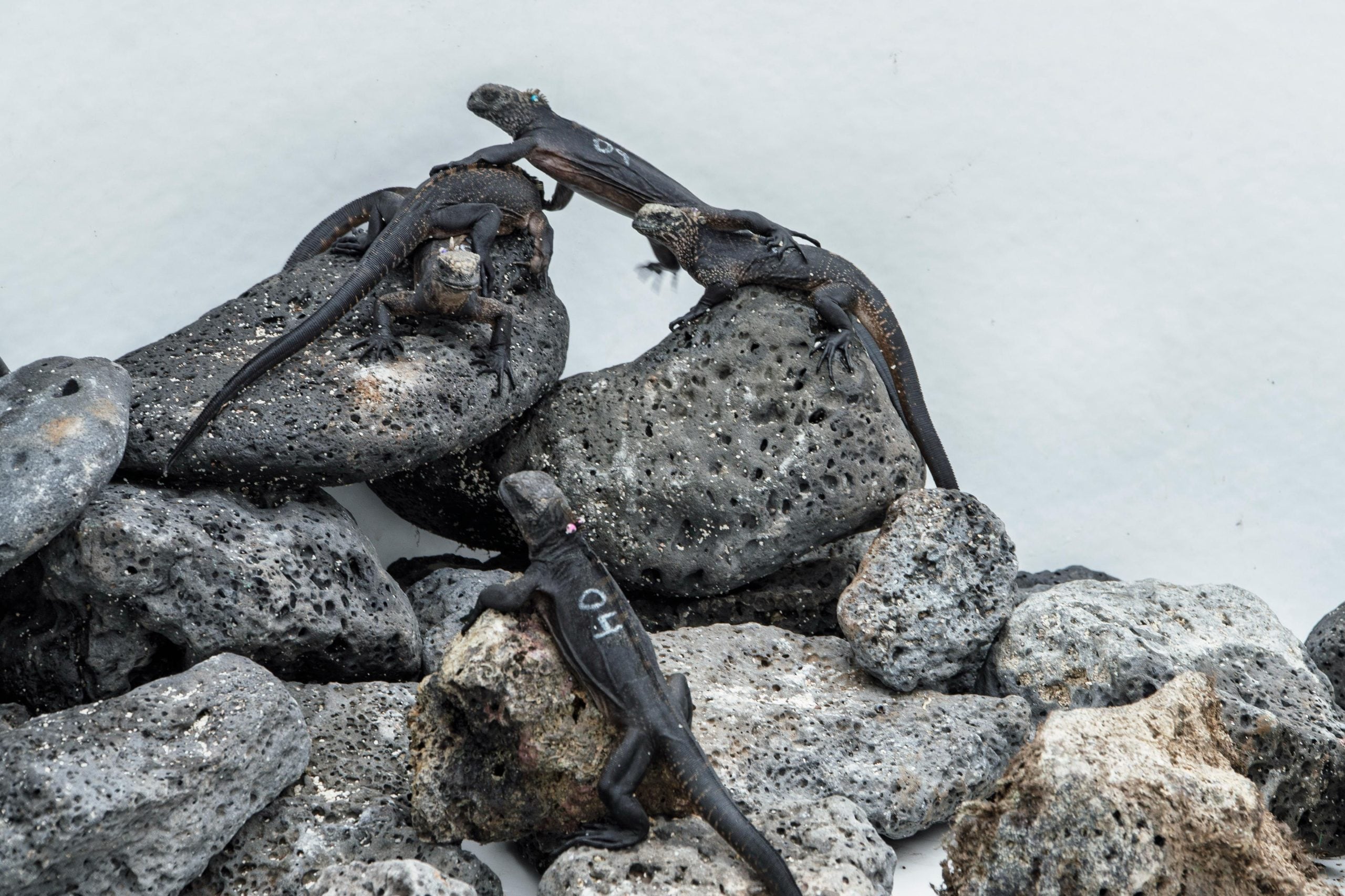 Diez iguanas marinas rescatadas en Guayaquil retornan a Galápagos tras tráfico ilegal