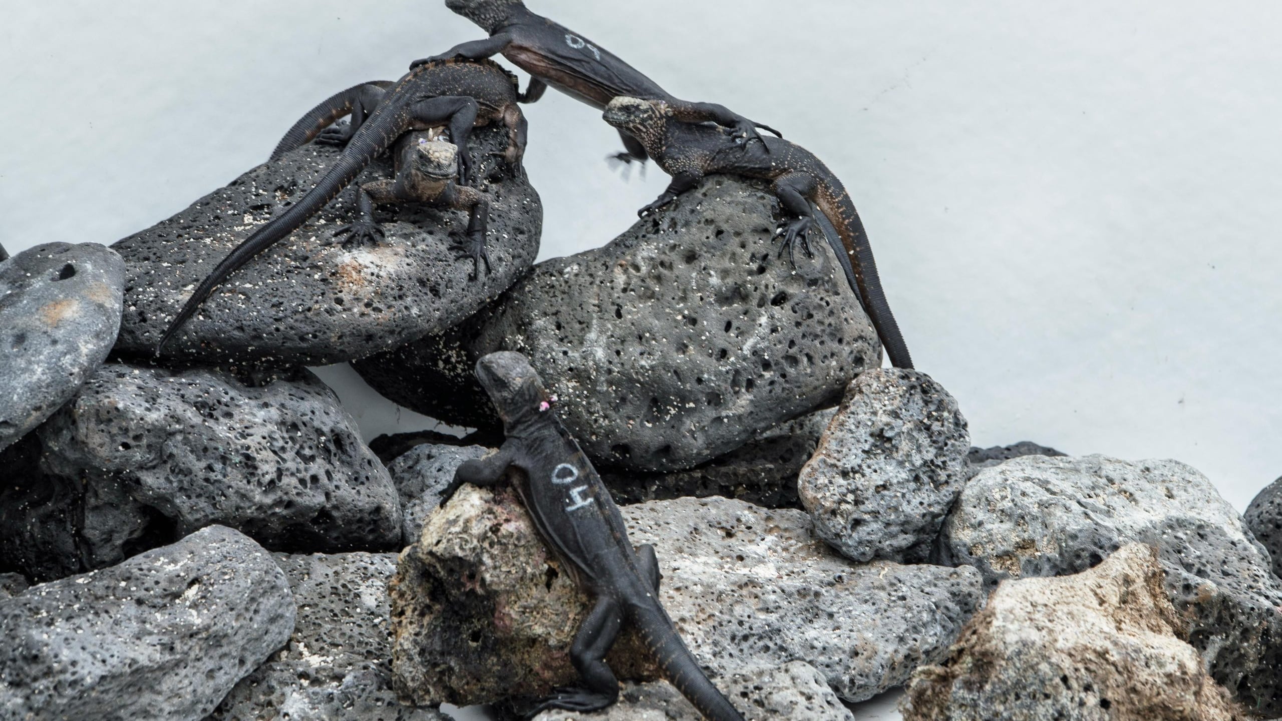 Los reptiles fueron encontrados dentro de maletas en el aeropuerto de Guayaquil; dos ejemplares murieron tras el decomiso.