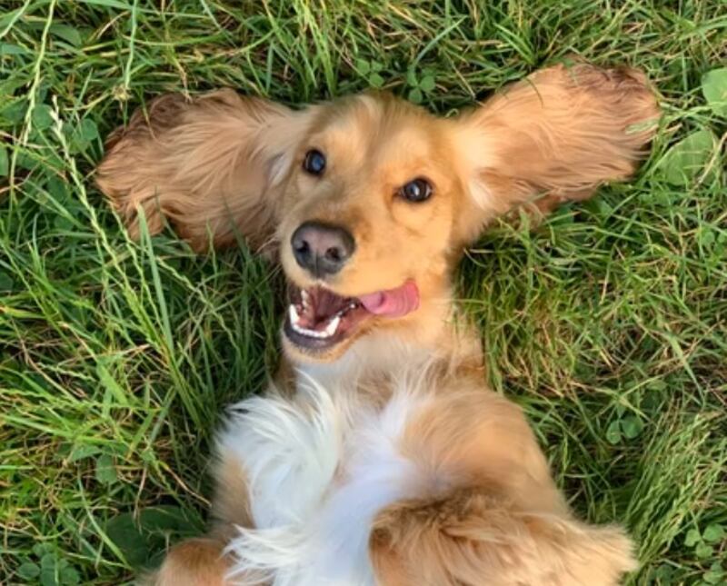 Los perritos son de las mascotas más adorables