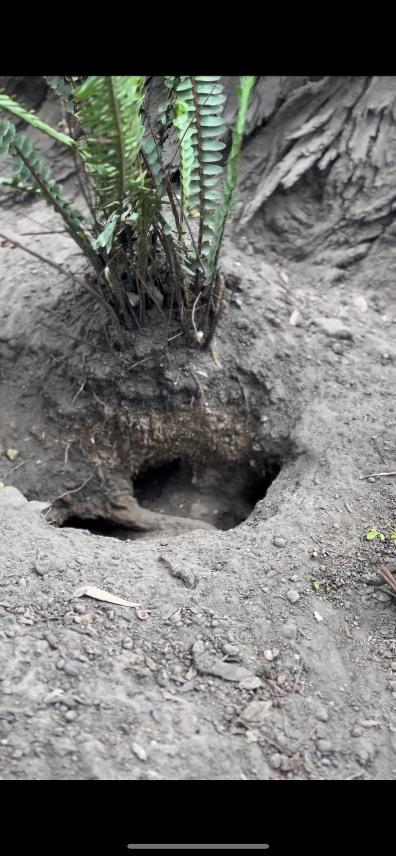 Madrigueras de ratas en la av. República de El Salvador