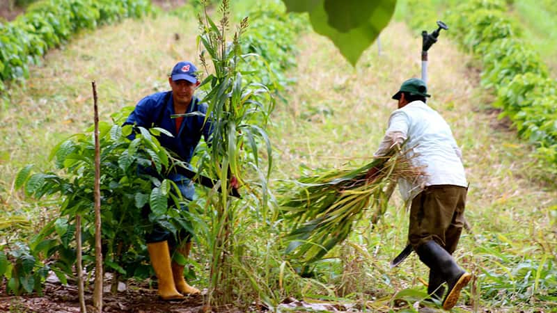 Ministerio de Agricultura