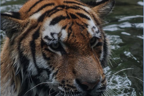 El mágico zoo de Columbus, ciudad donde la Tri hizo su sede