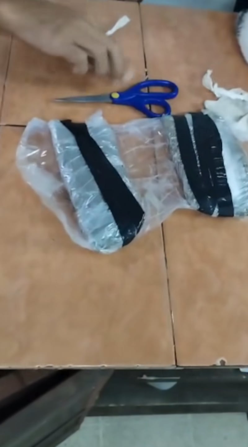 Gato llevaba droga pegada al cuerpo