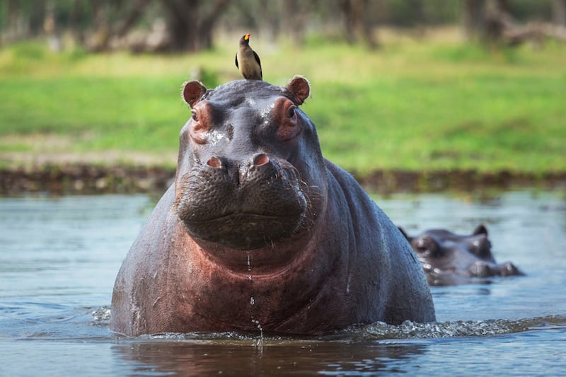 Fotografía sin fecha específica de toma cedida por el Ministerio de Ambiente y Desarrollo Sostenible de Colombia de un hipopótamo en una zona rural de Colombia. El Gobierno de Colombia anunció un plan que incluye la eutanasia a por lo menos 80 hipopótamos durante el segundo semestre de este año, para evitar su reproducción. EFE/ Ministerio de Ambiente y Desarrollo Sostenible de Colombia /