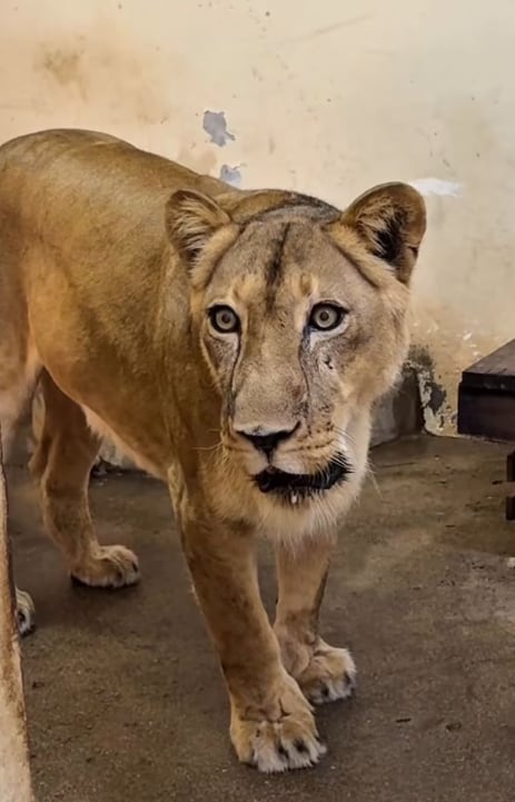 Gerson do Melo Machado, de 19 años, padecía una enfermedad mental que marcó su vida y que habría influido en su ingreso al recinto de una leona en Brasil.