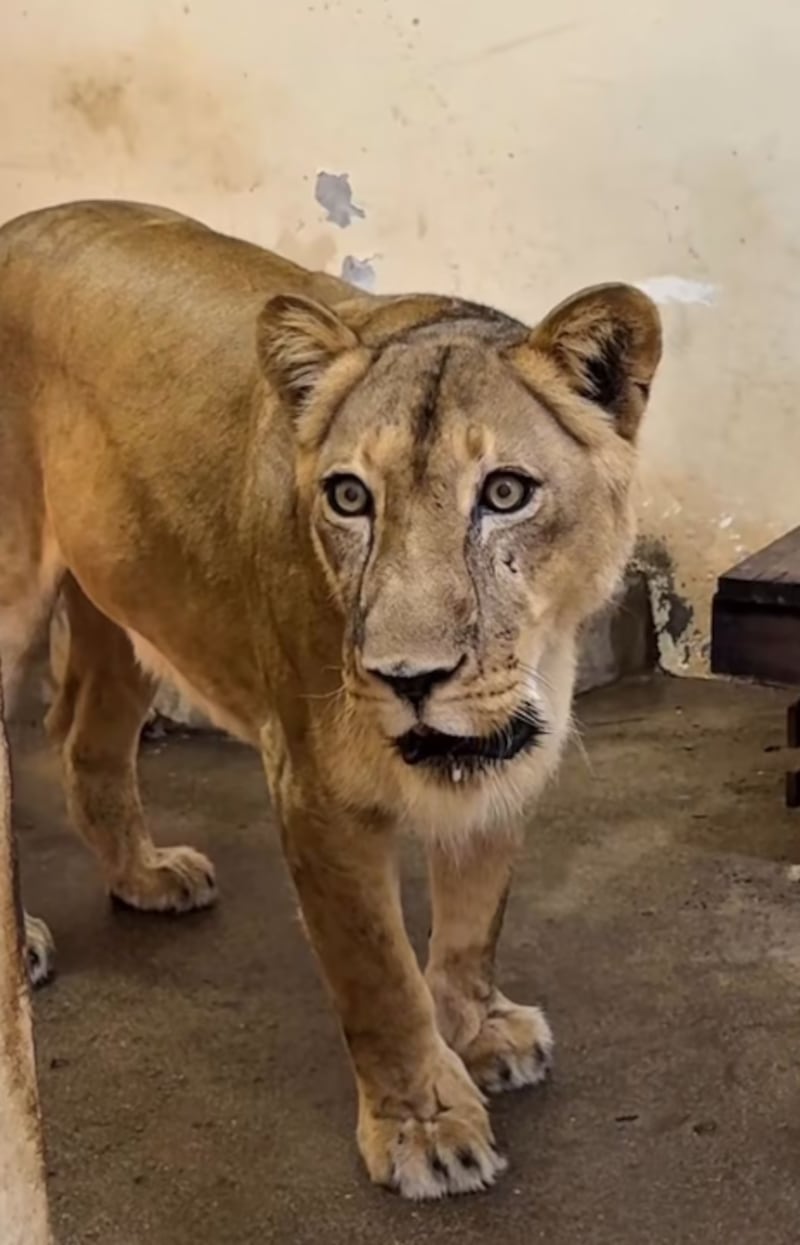 Murió por ingresar al espacio de una leona