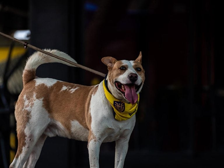 “Huellitas Mundialistas” buscaron una familia en jornada de adopción organizada por ProAnimal