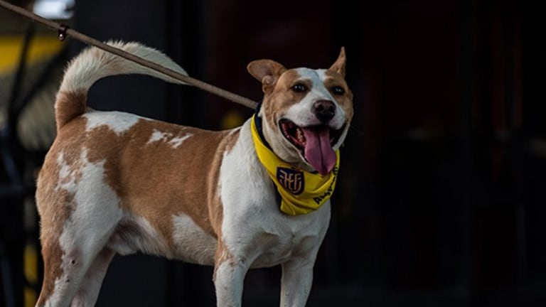 Once perros rescatados participaron en una iniciativa que combinó la pasión por la Tri con la promoción de la adopción responsable en Guayarte