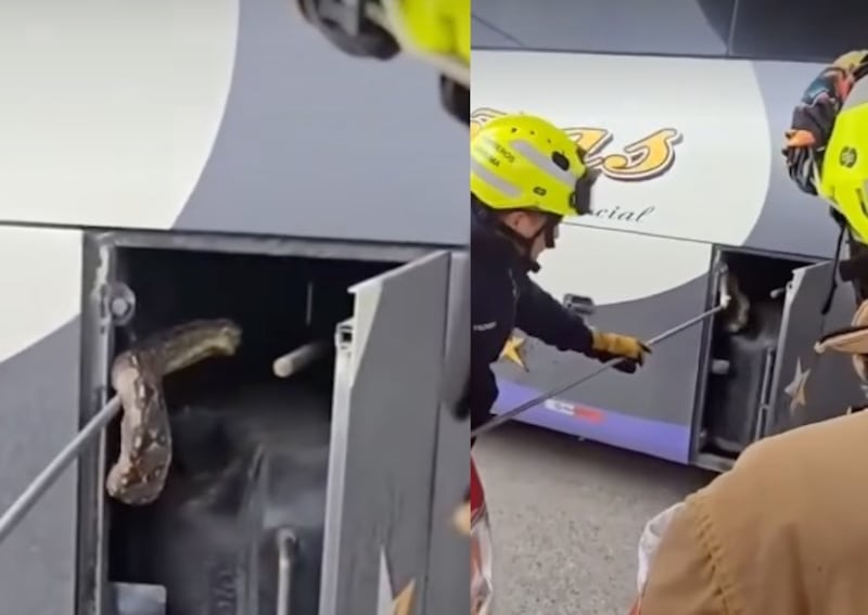 Hallan enorme serpiente en bus